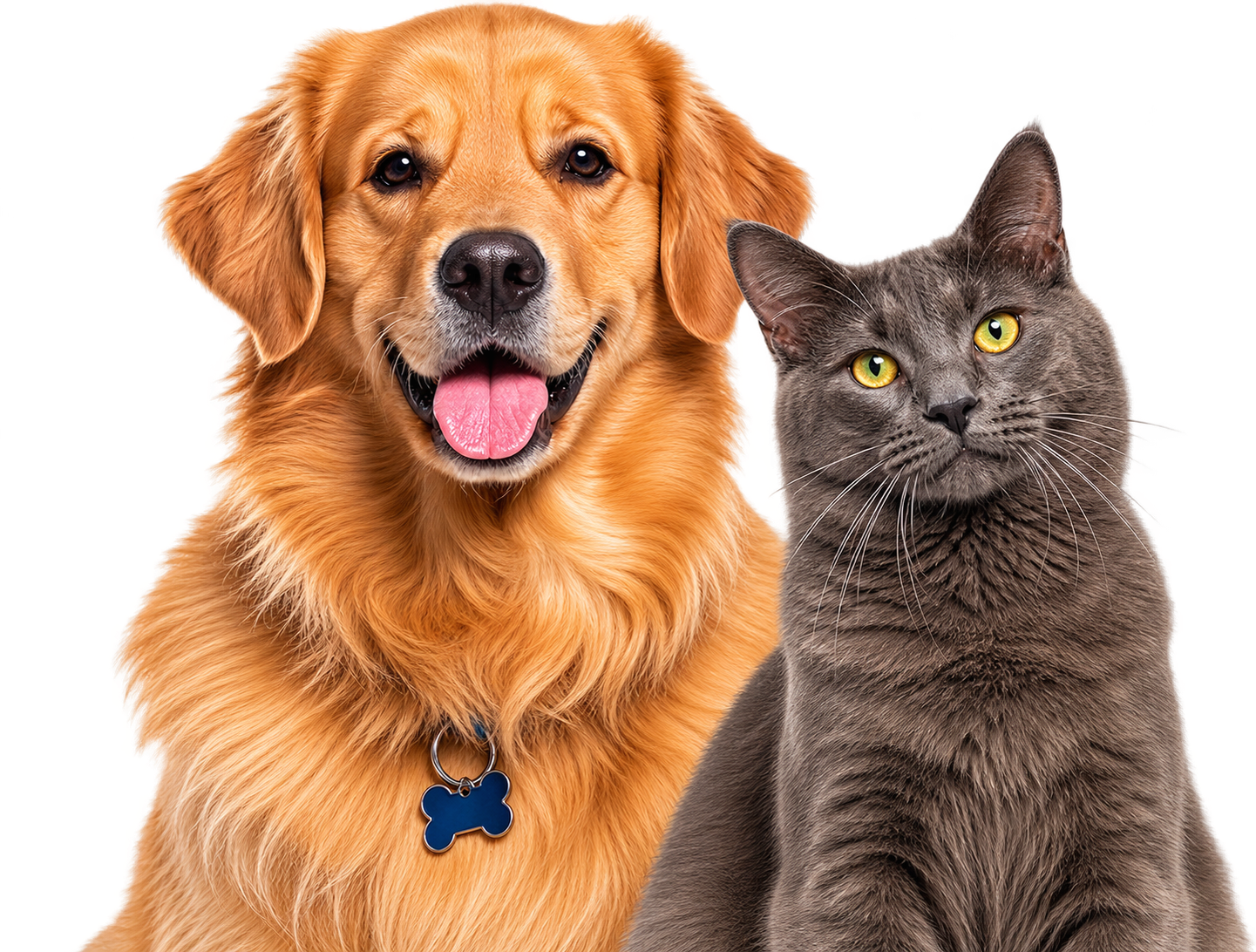 Cachorro e gato sentados juntos
