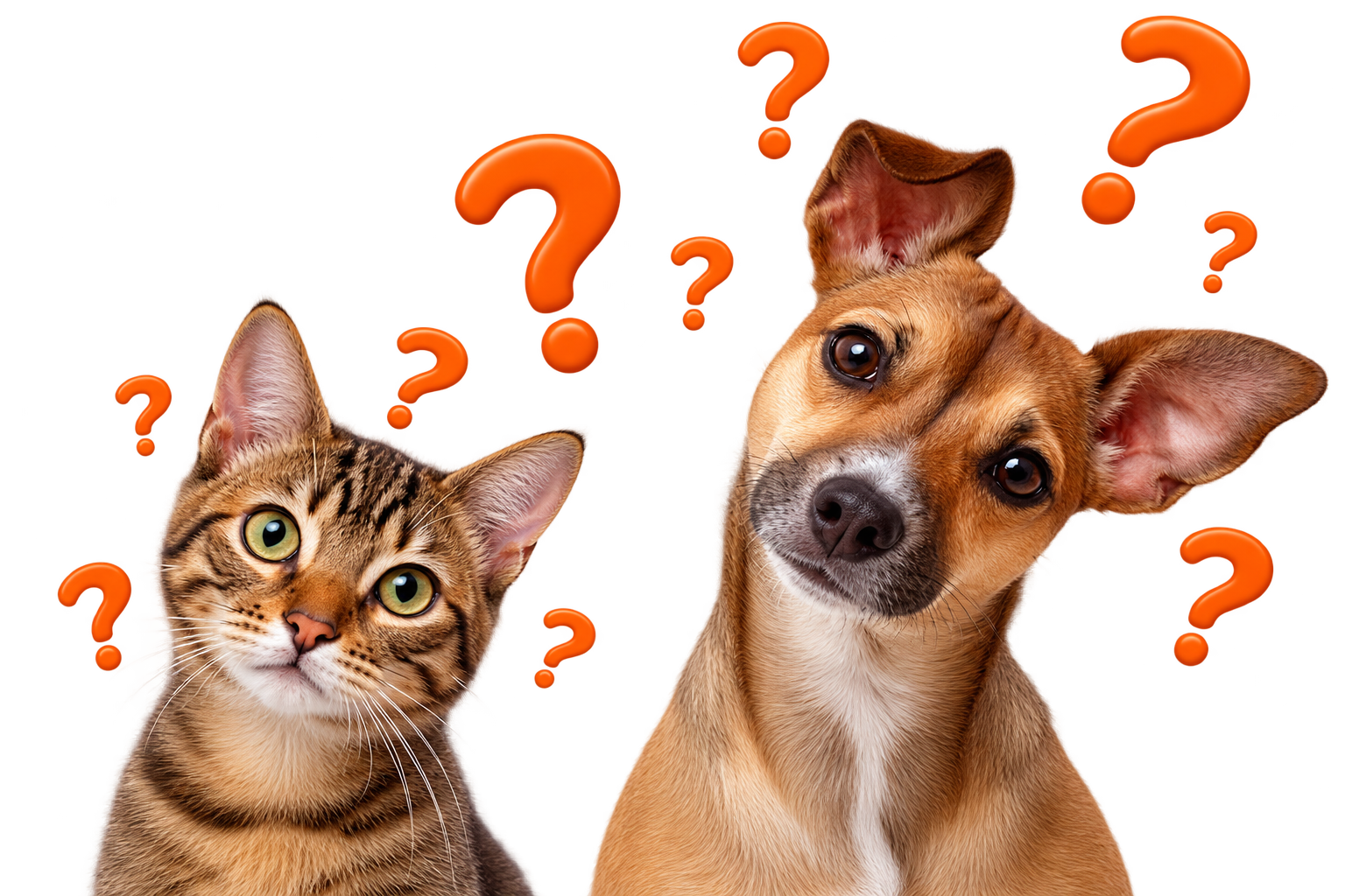 Pets curiosos